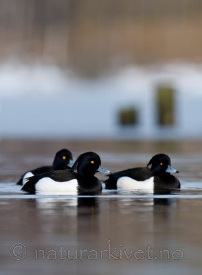 BB 09 0251 / Aythya fuligula / Toppand